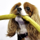 Illustration for article titled Wow, this dog racing through an obstacle course is insanely fast